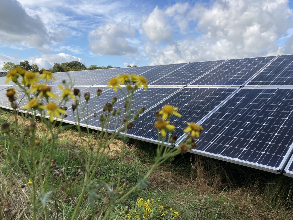 Inspiratiesessie Natuurinclusieve Energietransitie op 19 november: hoe kunnen natuur en energie hand in hand gaan?