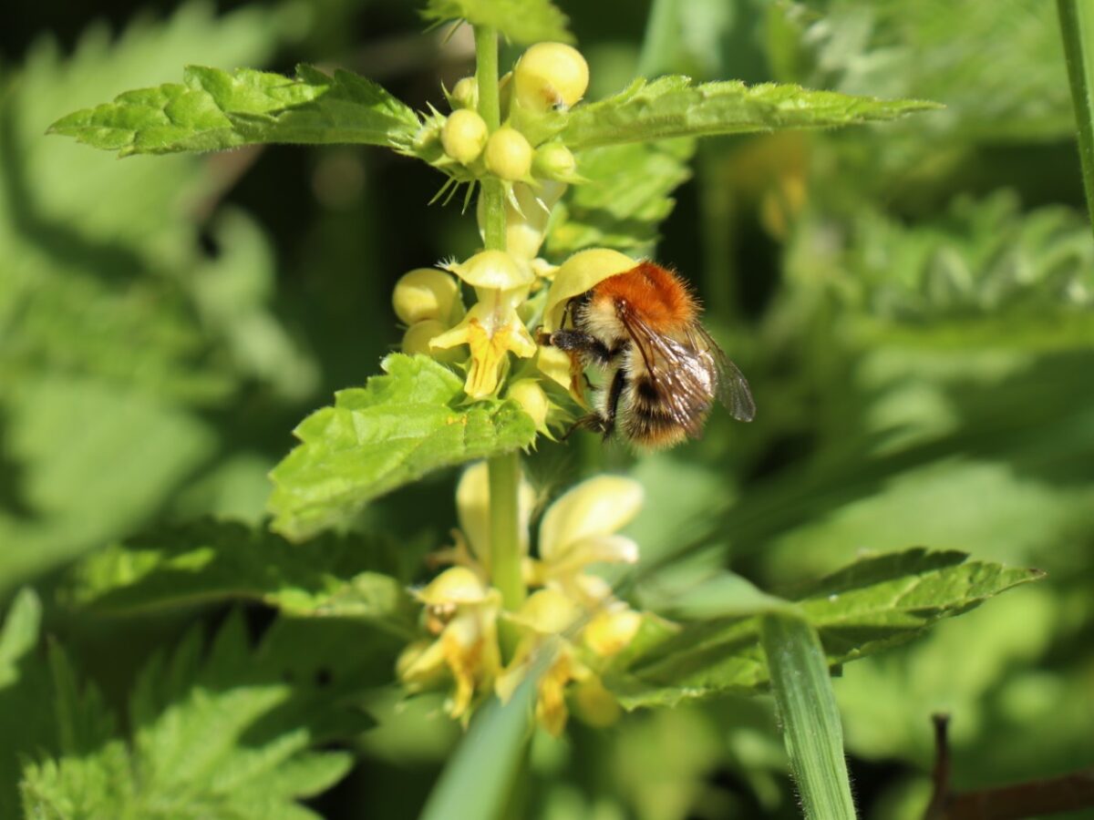 Wil jij bijen en boeren redden? Teken de petitie