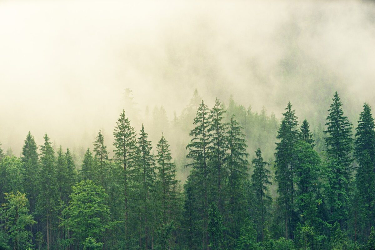 Natuur- en Milieuorganisaties stappen uit Convenant Duurzaamheid Biomassa