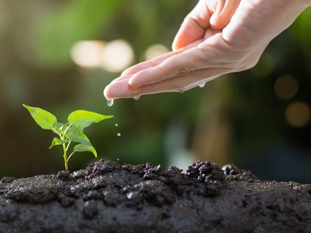 Blog | De groeiende kracht van biologische landbouw